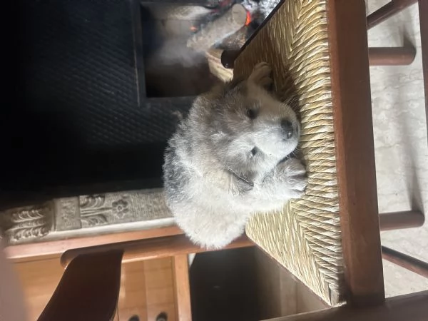 Cuccioli alaskan malumute | Foto 1