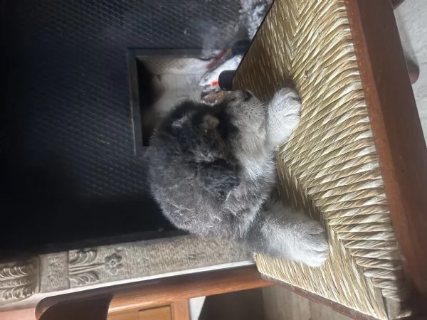 Cuccioli alaskan malumute | Foto 0