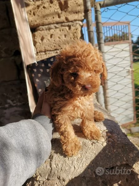 regalare i nostri cuccioli di barboncino maschio e femmina | Foto 2