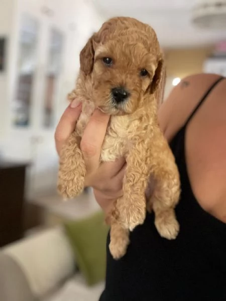 regalare i nostri cuccioli di barboncino maschio e femmina | Foto 1