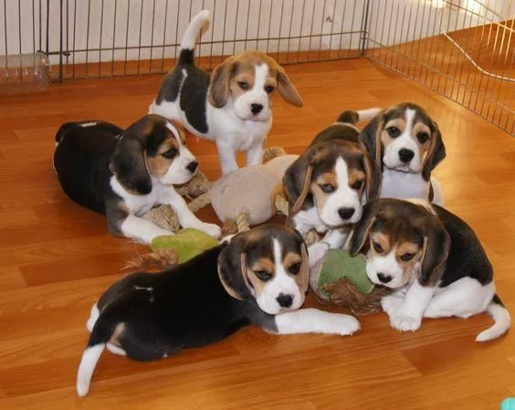 Regaliamo i nostri cuccioli di beagle maschi e femmine