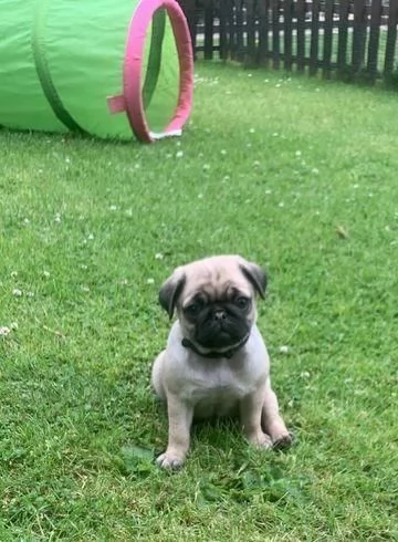 regala i nostri cuccioli di carlino maschio e femmina | Foto 2