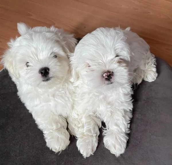 Regaliamo i nostri cuccioli di maltese maschio e femmina | Foto 2