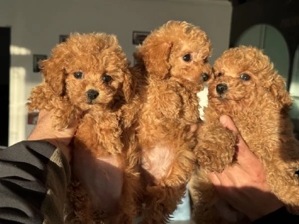 Regalo Cuccioli di Barboncino taglia piccola | Foto 1