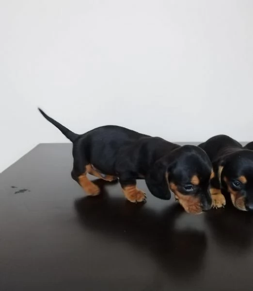 Regalo Cuccioli di Bassotto taglia piccola | Foto 1