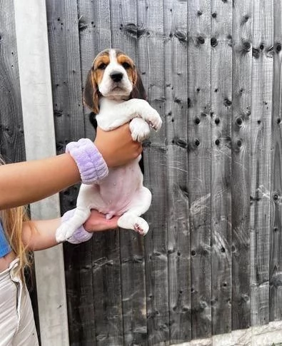 Regalo Cuccioli di  Beagle taglia piccola