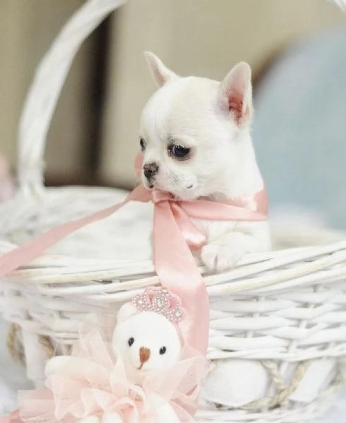 Regalo Cuccioli di Chihuahua taglia piccola | Foto 1