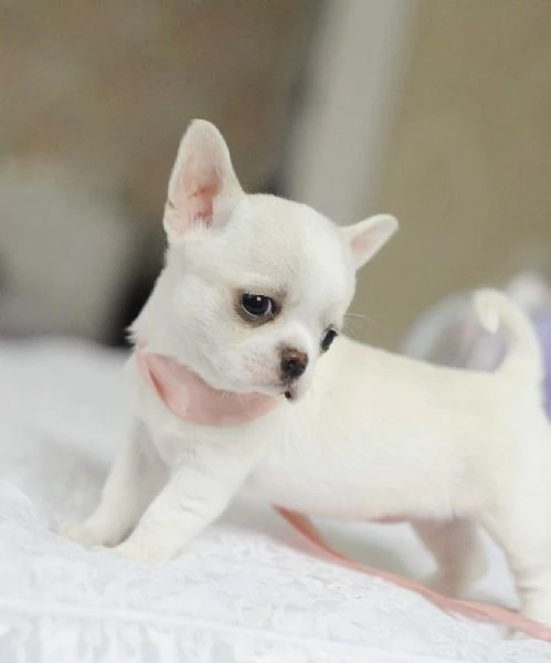 Regalo Cuccioli di Chihuahua taglia piccola | Foto 0