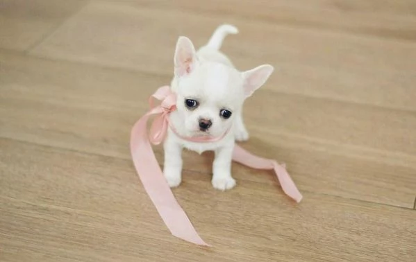Regalo Cuccioli di Chihuahua taglia piccola