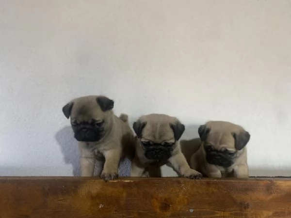 Regalo Cuccioli di Carlino taglia piccola | Foto 2