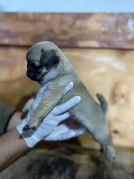 Regalo Cuccioli di Carlino taglia piccola | Foto 1