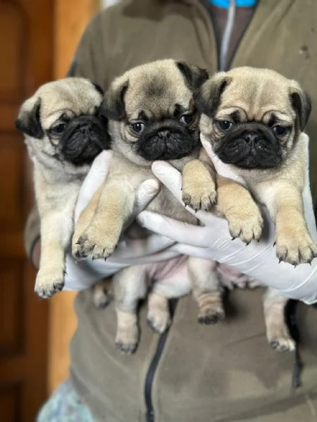 Regalo Cuccioli di Carlino taglia piccola | Foto 0