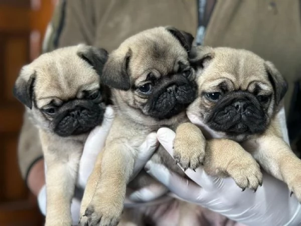 Regalo Cuccioli di Carlino taglia piccola