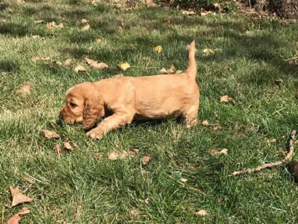 Fantastici cuccioli cocker spaniel
