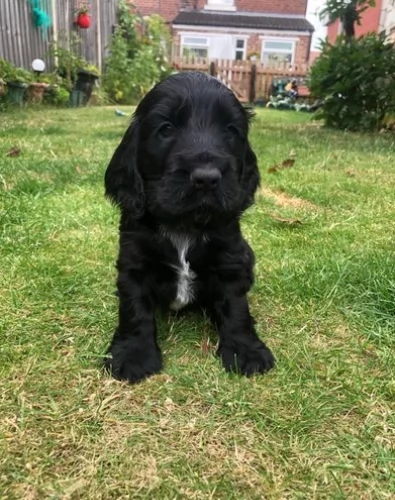 Fantastici cuccioli cocker spaniel | Foto 0