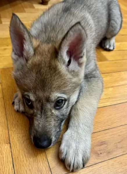 Cucciolo lupo cecoslovacco | Foto 2