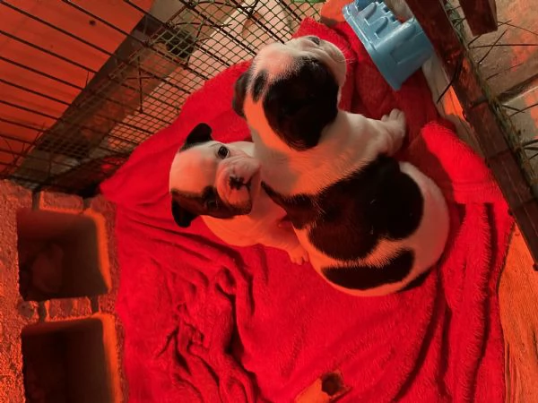 Bouldog francese  | Foto 2