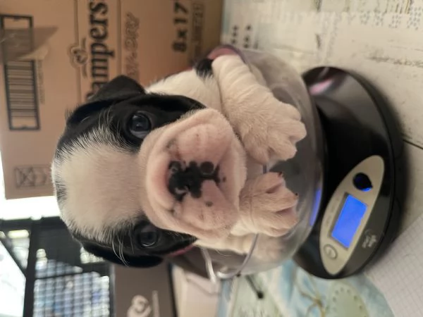 Bouldog francese  | Foto 1