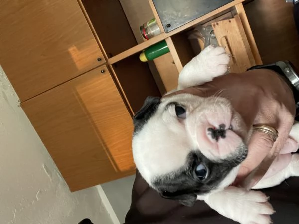 Bouldog francese  | Foto 0