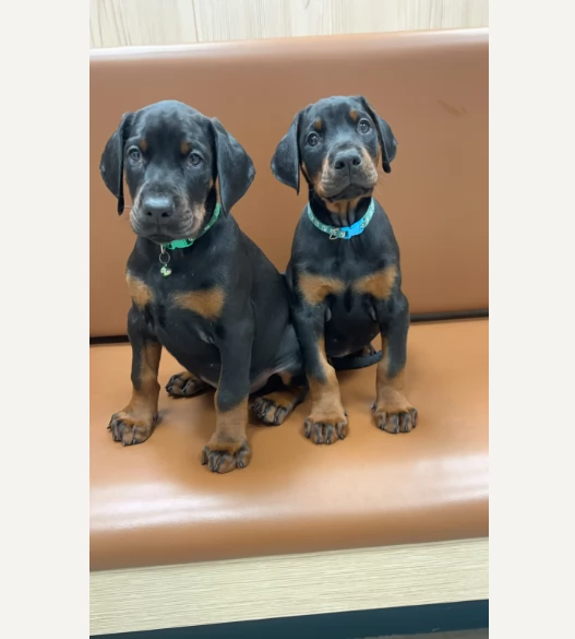 Dobermann cuccioli maschi e femmine