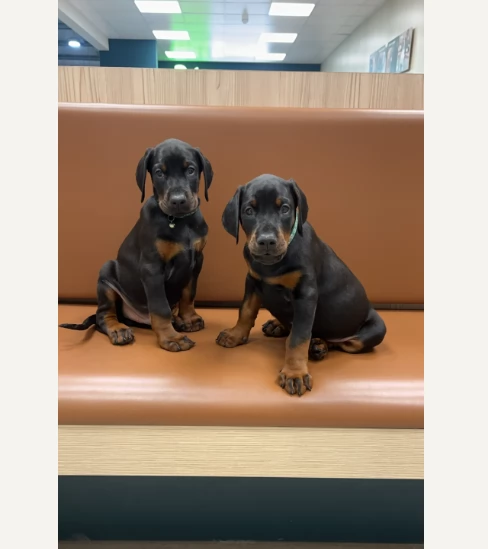 Dobermann cuccioli maschi e femmine | Foto 1