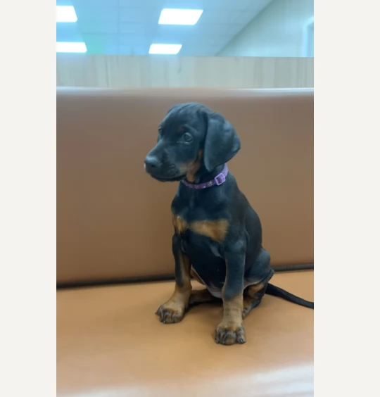 Dobermann cuccioli maschi e femmine | Foto 0