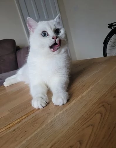 Gattini British Shorthair