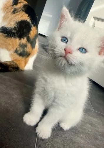 Ho due gattini British Shorthair in vendita 