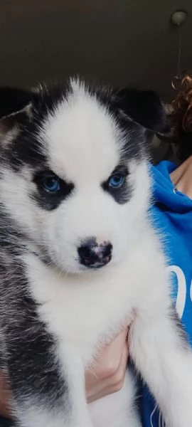 Husky Siberiano  | Foto 3