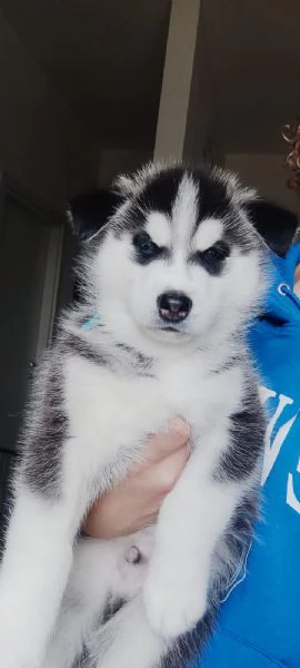 Husky Siberiano  | Foto 2