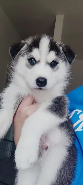Husky Siberiano  | Foto 1