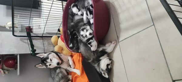 Husky Siberiano  | Foto 0