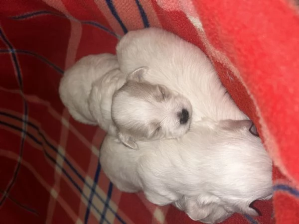 Malese toy maschio cucciolo 