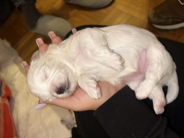 Malese toy maschio cucciolo  | Foto 2