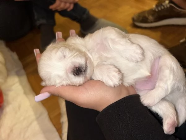 Malese toy maschio cucciolo  | Foto 1