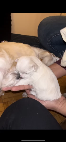 Malese toy maschio cucciolo  | Foto 0