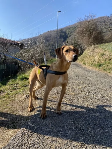 Dolce Andrew cerca coccole per sempre!