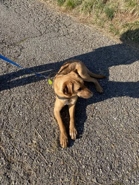 Dolce Andrew cerca coccole per sempre! | Foto 3