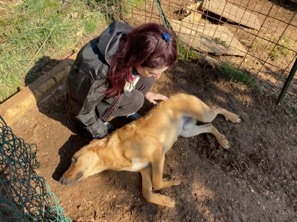 Dolce Andrew cerca coccole per sempre! | Foto 2