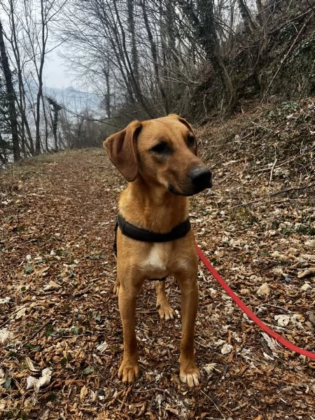 Dolce Andrew cerca coccole per sempre! | Foto 0