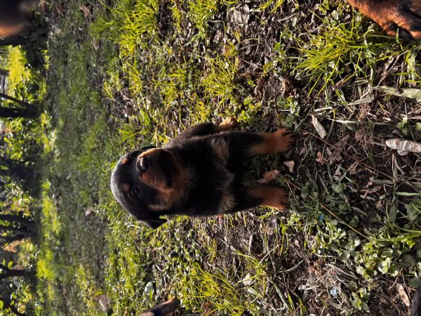 Cuccioli Rottweiler femmina | Foto 0
