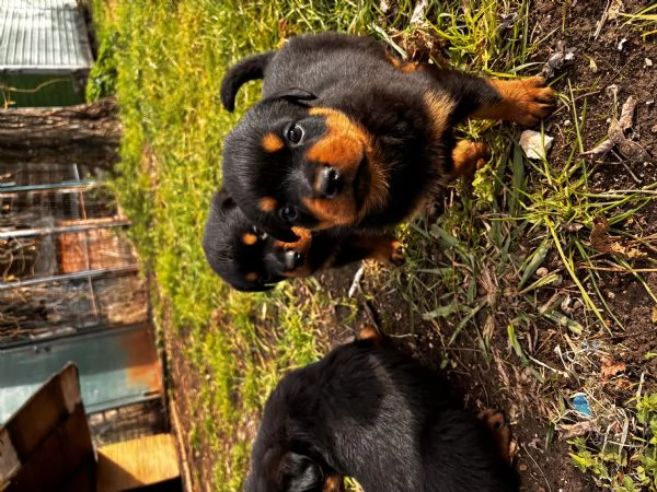 Cuccioli Rottweiler femmina