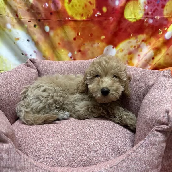  cucciola di Maltipoo crema femmina  | Foto 1