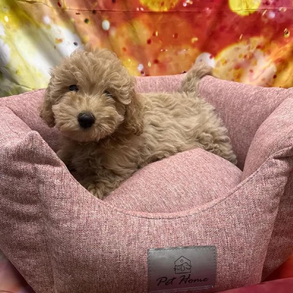  cucciola di Maltipoo crema femmina  | Foto 0