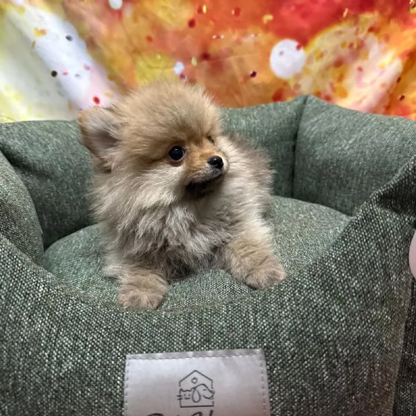cucciolo di Volpino di Pomerania fulvo maschio | Foto 2
