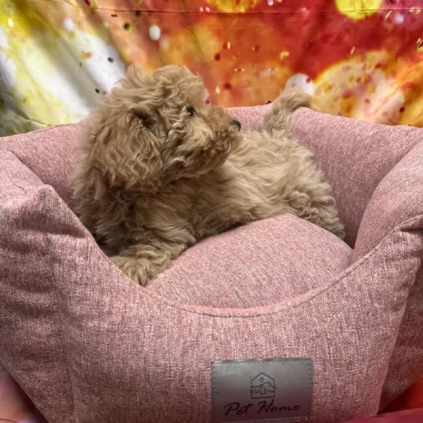  cucciola di Maltipoo crema femmina | Foto 2