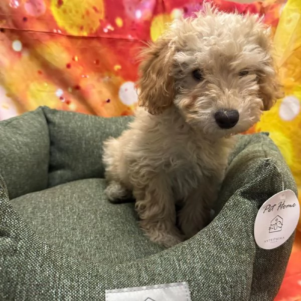 cucciolo di Maltipoo crema maschio | Foto 2