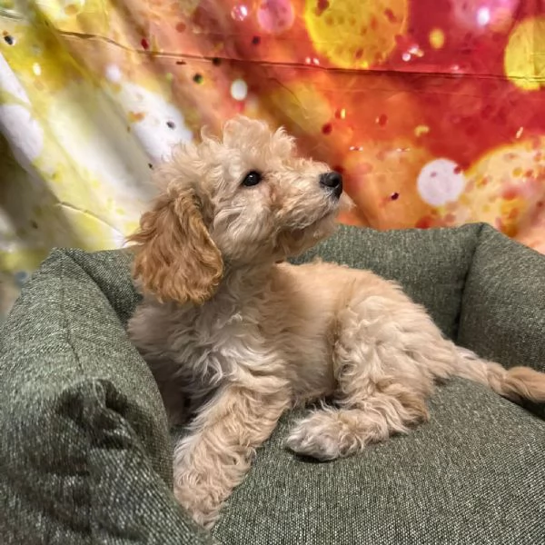 cucciolo di Maltipoo crema maschio | Foto 1