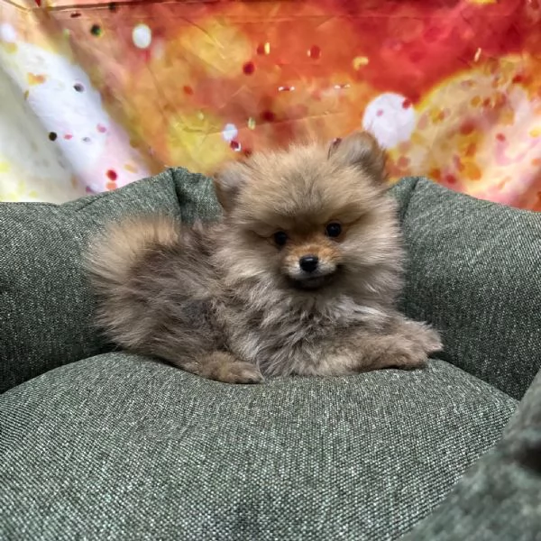 cucciolo di Volpino di Pomerania fulvo maschio