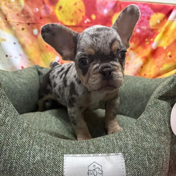cucciolo di Bouledogue Francese blu merle maschio | Foto 1